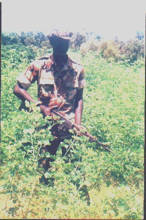 dans la brousse de tamba